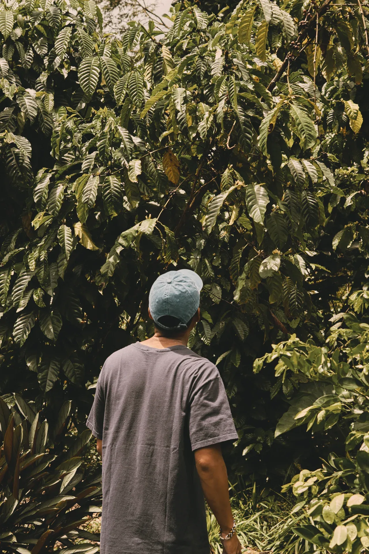 Under a towering Liberica tree, Timothy stands beside living history — roots that once witnessed conflict, now growing peace. Photo by Trystan James Smith