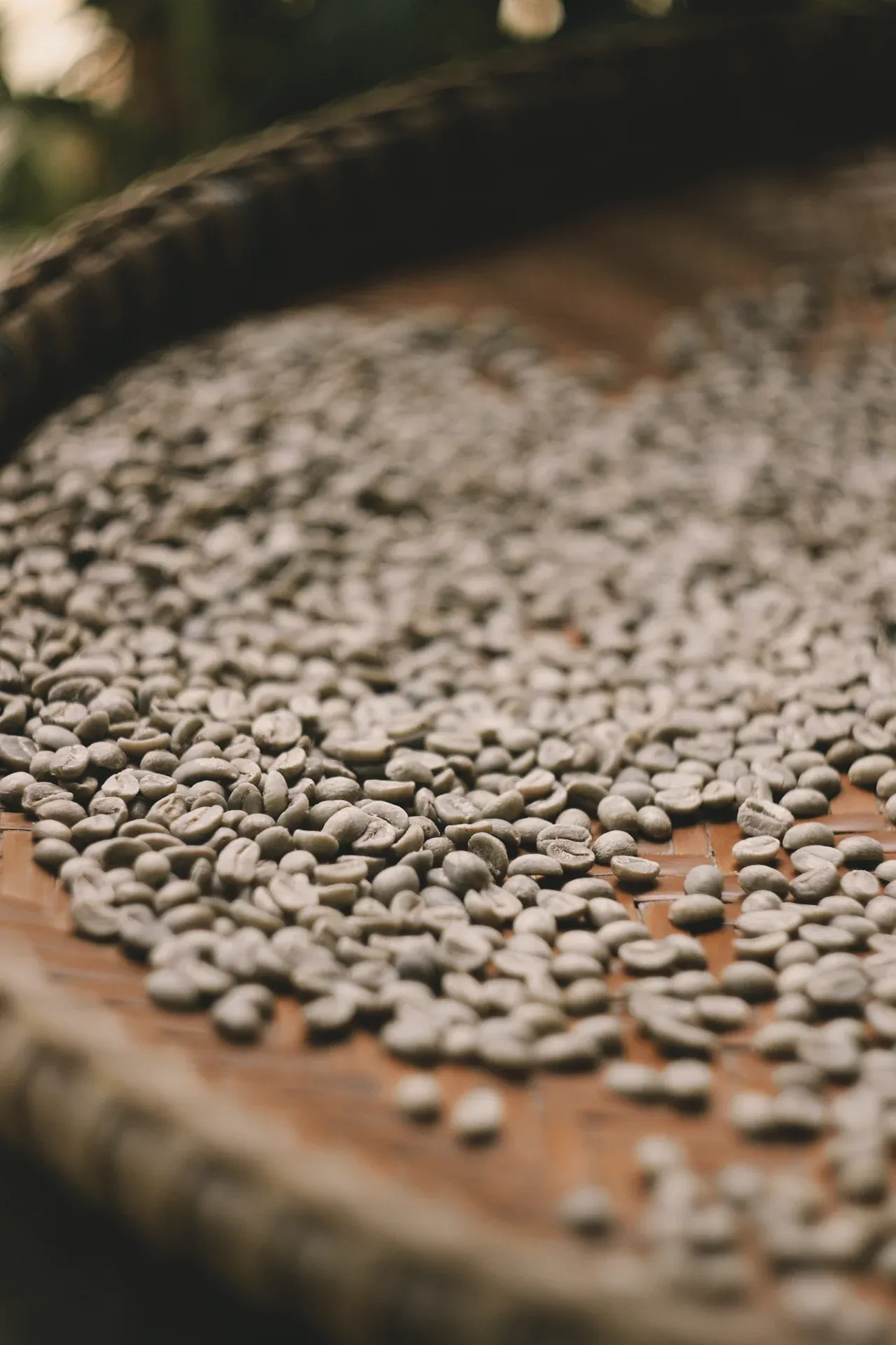 Dried beans from the Bugkalot highlands — the quiet stage between harvest and hope. Photo by Trystan James Smith