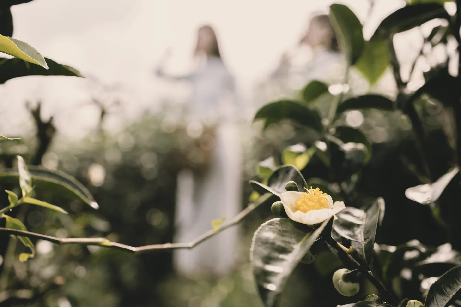 Every flower contains both beauty and rot. Aroma is context, not innocence.