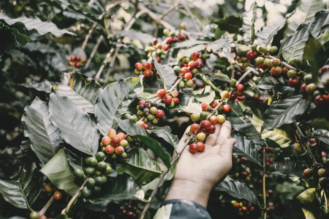 Agronomist — The Bridge Between Knowledge and Producers