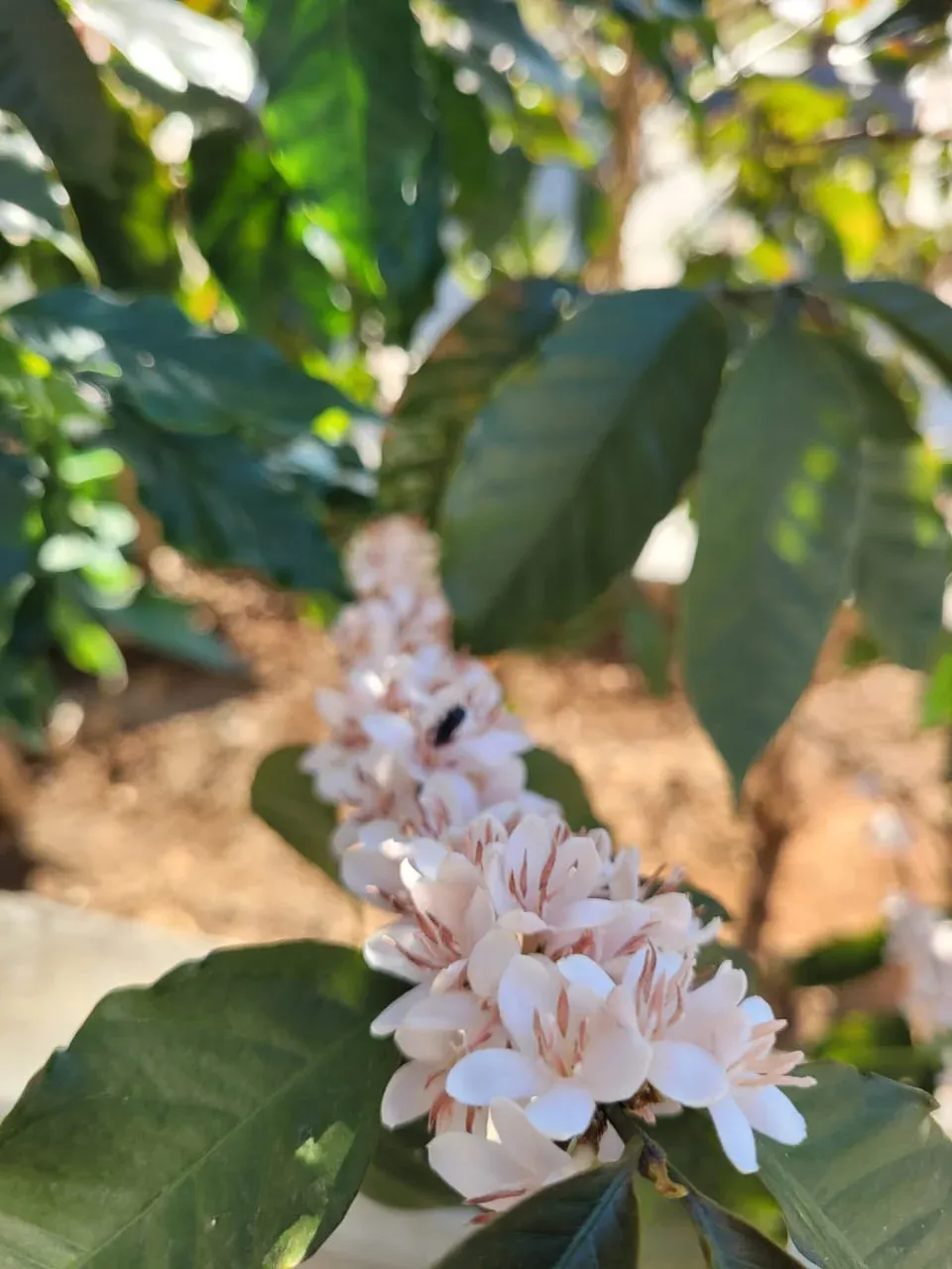 Coffee Blossoms Painted in Red Ink: The Story of a Rare Arabica Variety