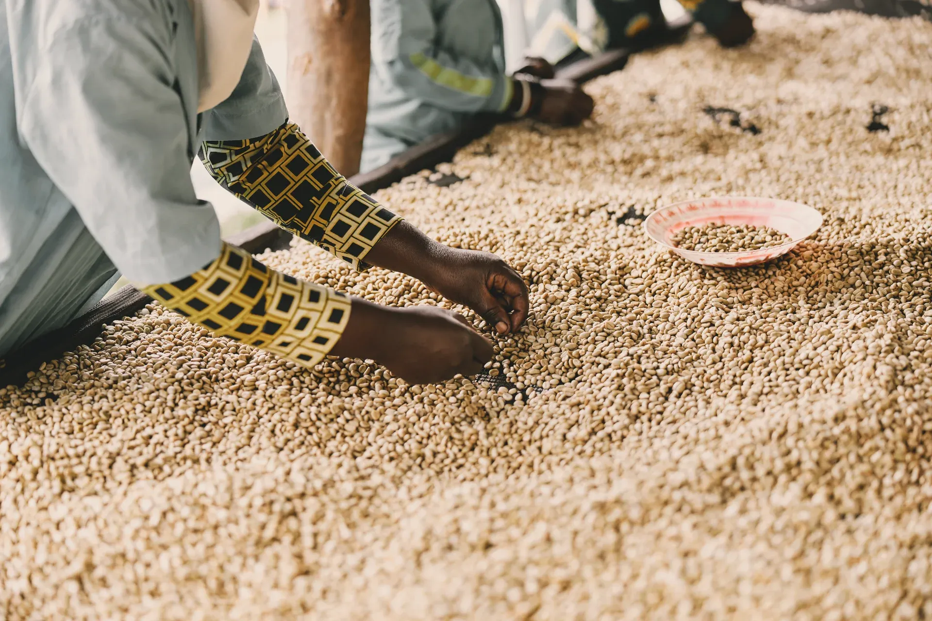 Green coffee during drying — manual sorting as part of everyday work.