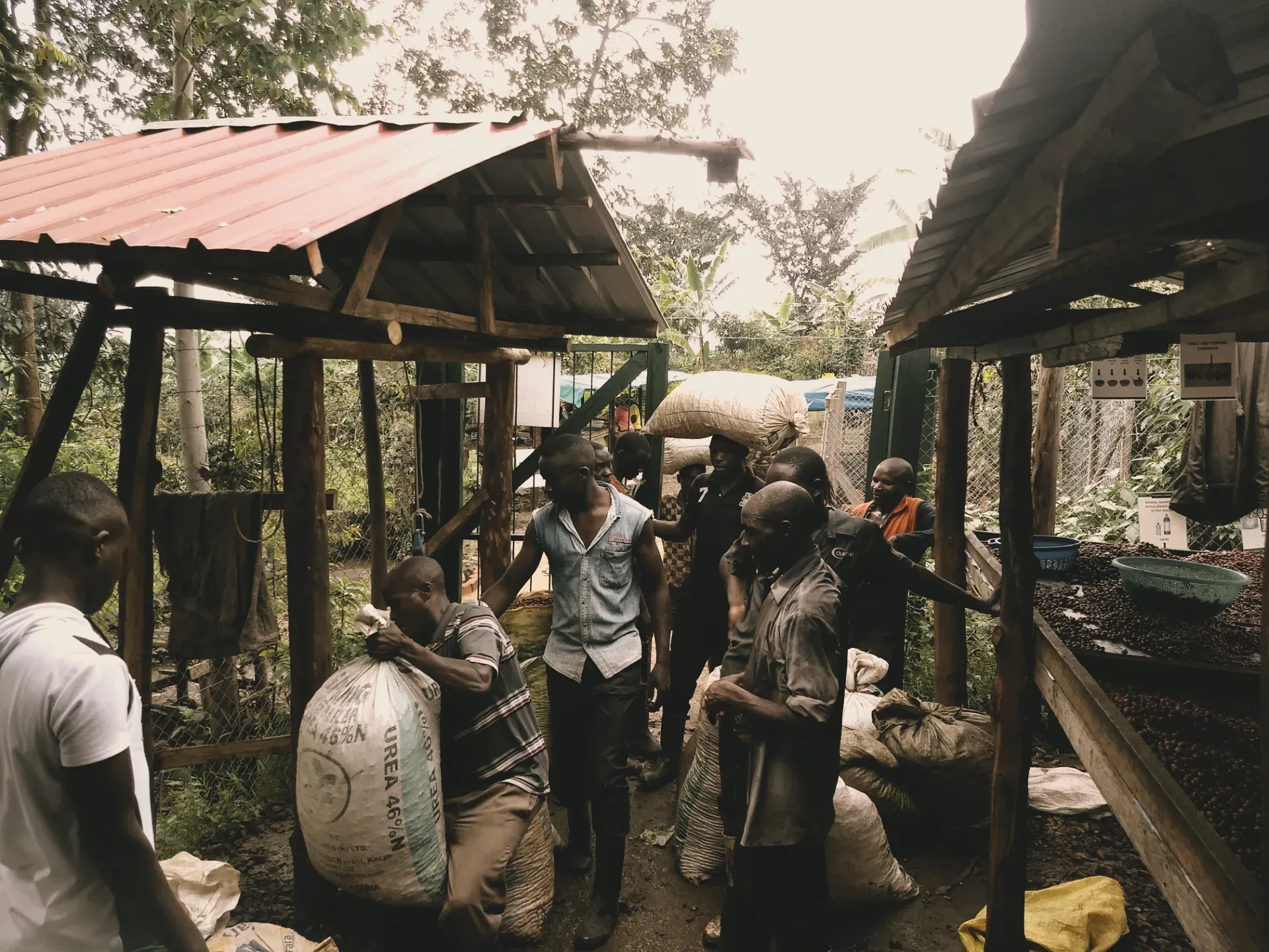Smallholder coffee farmers delivering sacks of freshly harvested coffee cherries to a local buying station